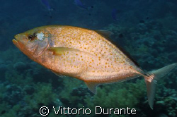 Carangoides Bajad by Vittorio Durante 